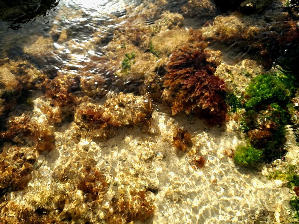 Perla Del Atlantico Daire Orzola Dış mekan fotoğraf